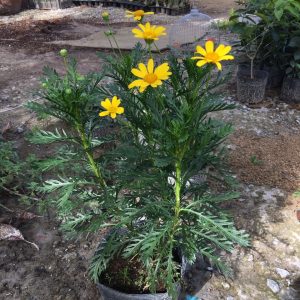 Chậu cây cúc thân gỗ loại KHÔNG HẠT, hàng hiếm, cây lâu năm dễ trồng