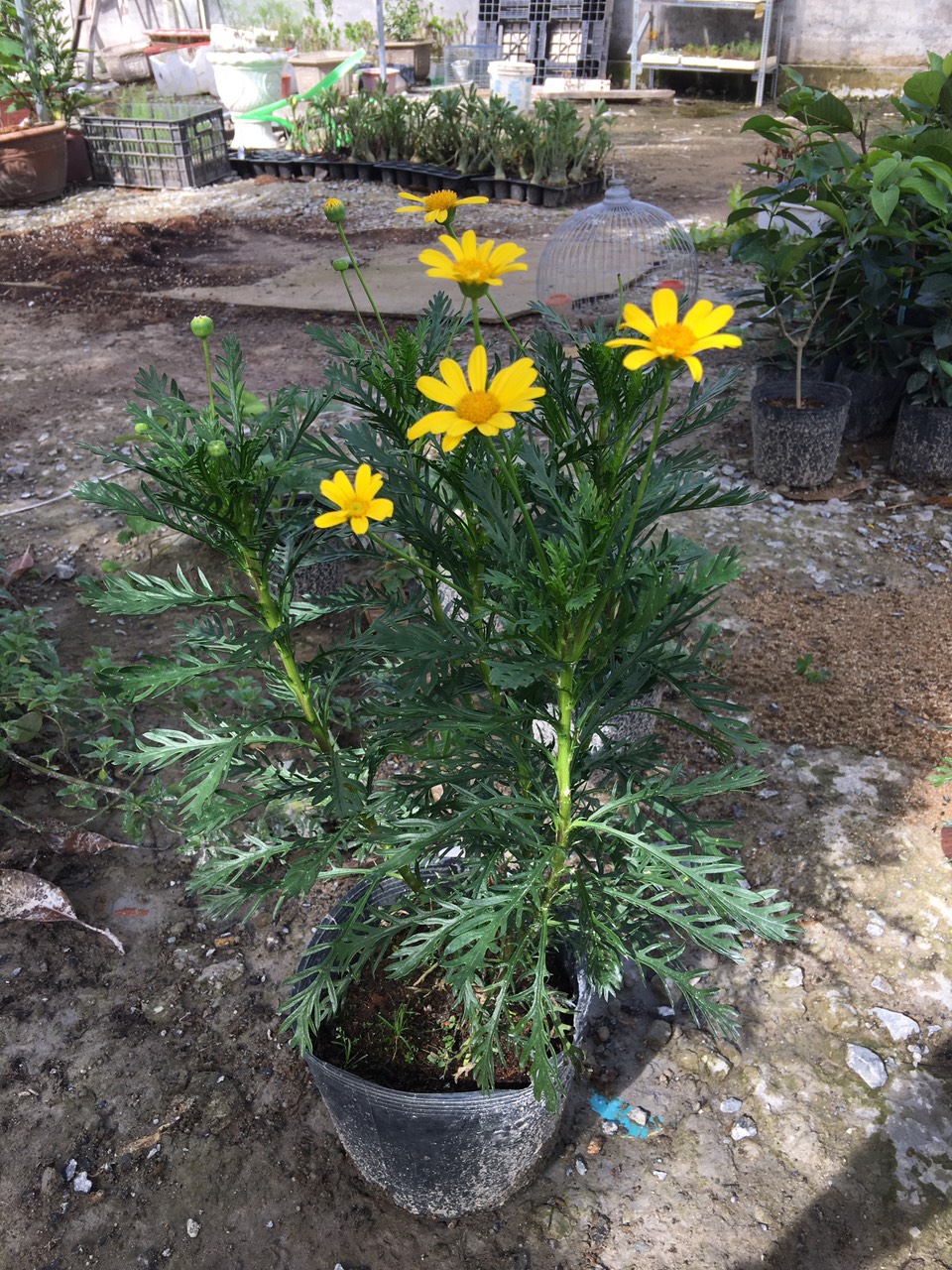 Chậu cây cúc thân gỗ loại KHÔNG HẠT, hàng hiếm, cây lâu năm dễ trồng