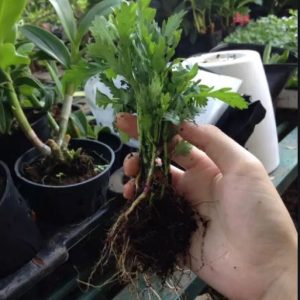 Combo 10 cây giống hoa cúc Thân Gỗ rễ trần - cây hoa Trường Thọ sống lâu năm dễ trồng