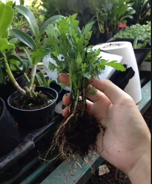 Combo 10 cây giống hoa cúc Thân Gỗ rễ trần - cây hoa Trường Thọ sống lâu năm dễ trồng