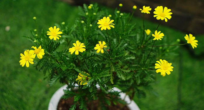 Chậu cây hoa cúc thân gỗ (cúc trường thọ - cúc vạn niên) trưởng thành - cây to đang cho hoa - giống cây lâu năm