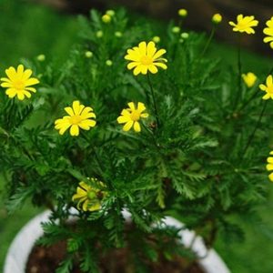 Cúc thân gỗ bầu đất - Cúc trường thọ, cúc vạn niên - Bầu rễ ổn định, cho hoa quanh năm