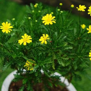 [Mới về, nảy mầm cực tốt] Gói 50 hạt giống hoa cúc thân gỗ lâu năm - cúc trường thọ