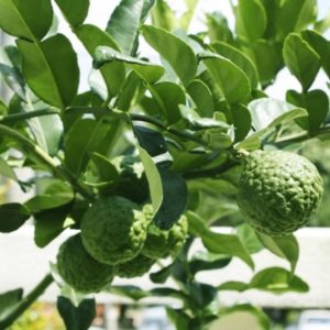 Cây giống Cây Chúc (chanh thái) - cây nhiều nhánh