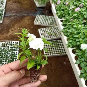 Combo 10 cây giống hoa dạ yên thảo KÉP mix 2 màu Trắng và Hồng