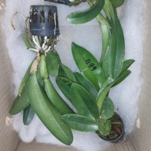 Combo 5 Cây Lan Cattleya Giống - Nhập Thái Lan