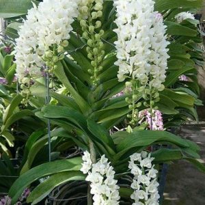 Ngọc điểm chai mô - Trắng - Nhập Thái 40 cây con