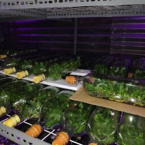 Chai mô Ngọc điểm đốm - chai 40 cây, nhập khẩu Thái