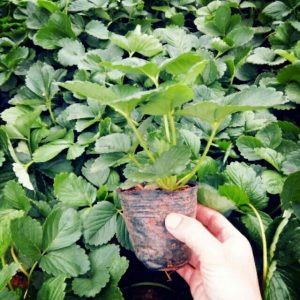 Chậu cây giống dâu Nhật lùn trồng ổn định đang sắp cho hoa hoặc đẻ ngó - Giống siêu trái chịu nhiệt cực tốt