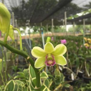 Dendro đột biến lá biên hoa chớp rất đẹp - Hàng hiếm, cây tơ sắp hoa cho khách sưu tầm