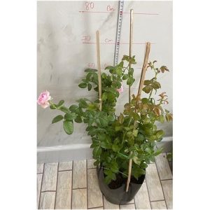 [Cây giống hoa] hồng LEO Mon Couer  - giống hồng ngoại siêng hoa, bông chùm, dễ chăm size chậu C9 - CayGiongTot