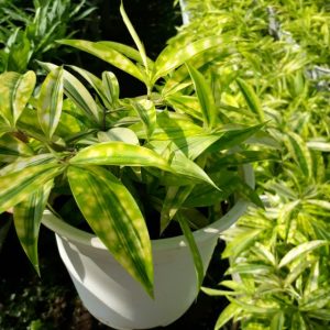 [Cây giống hoa] Trúc Nhật Vàng - CayGiongTot