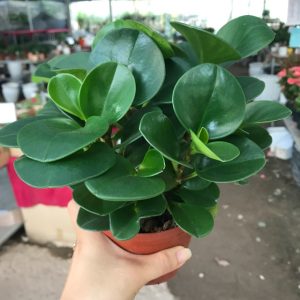 [Cây phong thủy] Trường sinh - CayGiongTot