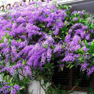 Cây giống mai xanh Thái Lan chuẩn giống