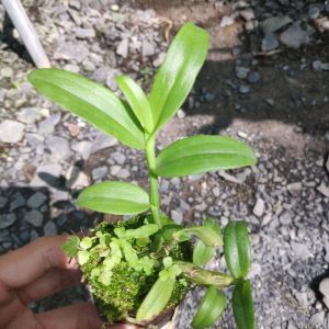 5CT HO gieo hạt - cây con năm 2 xanh sạch