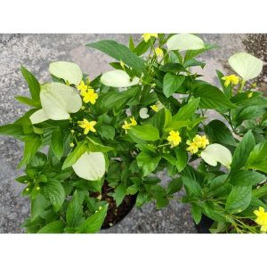 Cây giống Ngọc Mai - Cây bướm bạc phi, cây bướm bạc lá, cây hoa bướm - Mussaenda Frondosa Linn - CayGiongTot