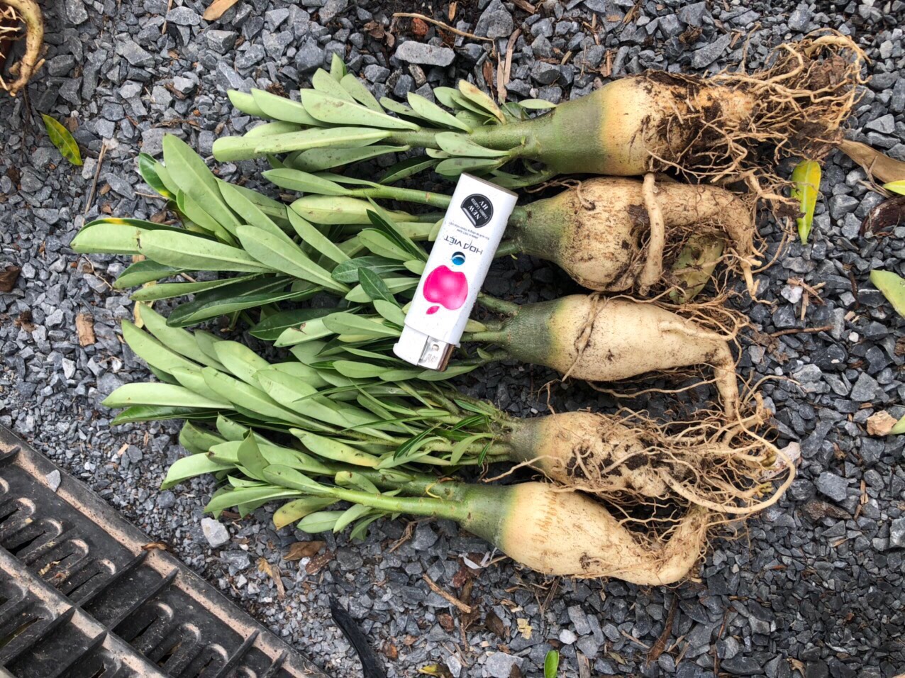 Cây sứ kim tự tháp - Giao cây như hình