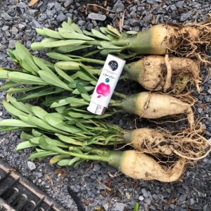 Cây sứ kim tự tháp - Giao cây như hình