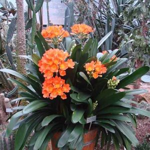 Cây lan quân tử bầu đất size đại ra hoa Tết Nguyên Đán - Lan Huệ Cam, Lan Huệ Đỏ, Đại Quân Tử