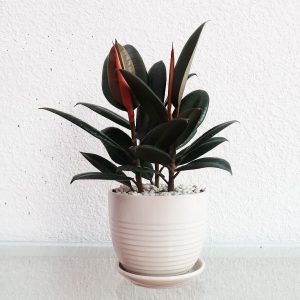 Cây đa búp đỏ - Cây trang trí để bàn văn phòng