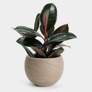 Cây đa búp đỏ - Cây trang trí để bàn văn phòng