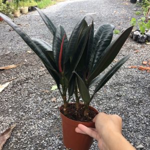 Cây đa búp đỏ - Cây trang trí để bàn văn phòng