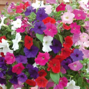 Gói 100 Hạt Giống Hoa Dạ Yên Thảo Nhiều Màu - Nanuseeds