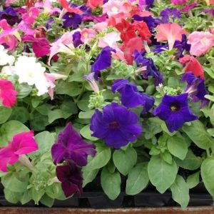 Gói 100 Hạt Giống Hoa Dạ Yên Thảo Nhiều Màu - Nanuseeds