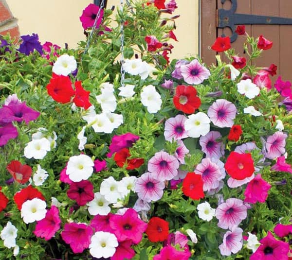 da-yen-thao-11-1 Combo 10 cây hoa Dạ Yên Thảo cấy mô hoa cánh đơn mix nhiều màu