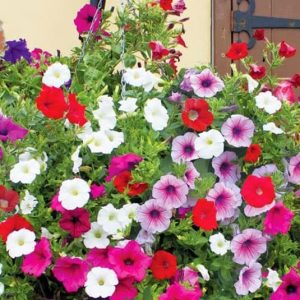 Gói 100 Hạt Giống Hoa Dạ Yên Thảo Nhiều Màu - Nanuseeds