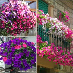 chậu hoa dạ yên thảo