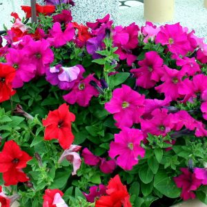 Combo 10 cây hoa Dạ Yên Thảo cấy mô hoa cánh đơn mix nhiều màu