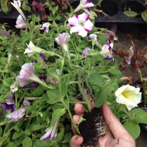 Combo 10 cây hoa Dạ Yên Thảo cấy mô hoa cánh đơn mix nhiều màu