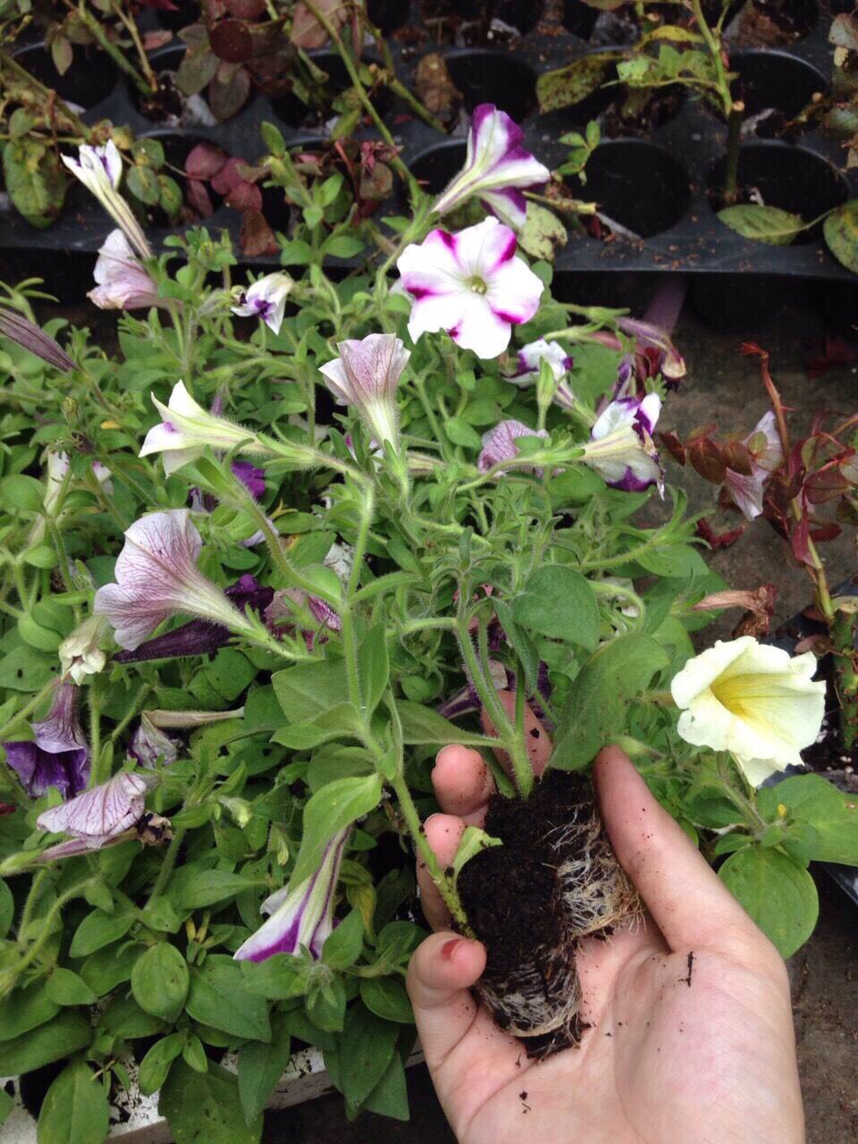 Combo 10 cây hoa Dạ Yên Thảo cấy mô hoa cánh đơn mix nhiều màu