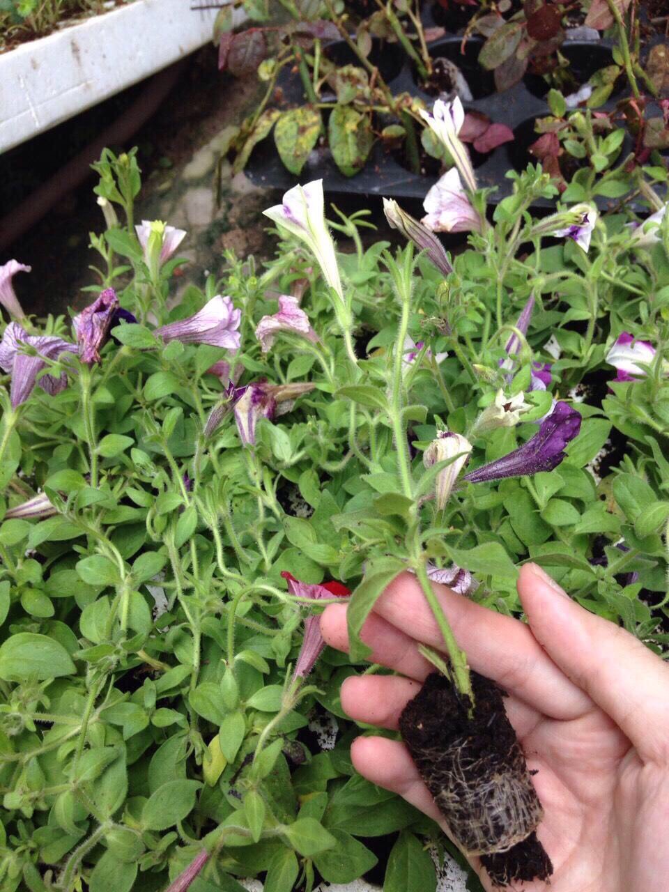 Combo 10 cây hoa Dạ Yên Thảo cấy mô hoa cánh đơn mix nhiều màu