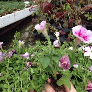 Combo 10 cây hoa Dạ Yên Thảo cấy mô hoa cánh đơn mix nhiều màu