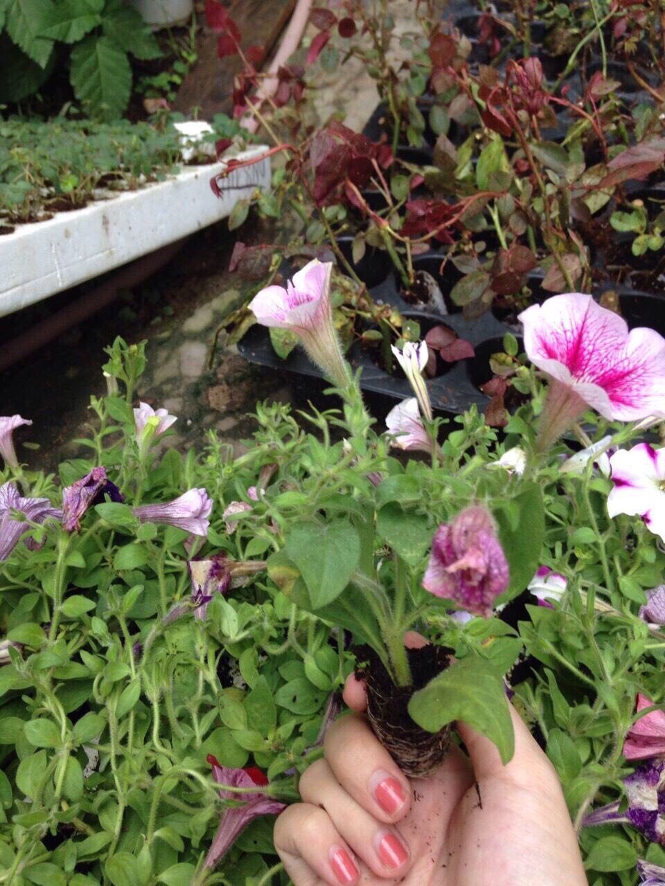 Combo 10 cây hoa Dạ Yên Thảo cấy mô hoa cánh đơn mix nhiều màu