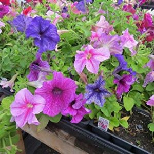 Gói 15 hạt giống hoa dạ yên thảo F1 gân mix