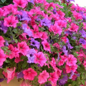 Gói 15 hạt giống hoa dạ yên thảo F1 gân mix