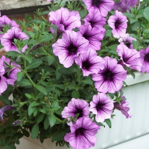 Gói 15 hạt giống hoa dạ yên thảo F1 gân mix