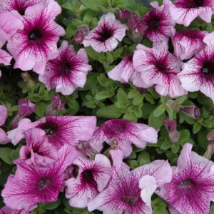 Gói 15 hạt giống hoa dạ yên thảo F1 gân mix