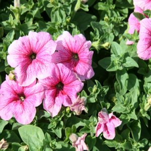 Gói 15 hạt giống hoa dạ yên thảo F1 gân mix