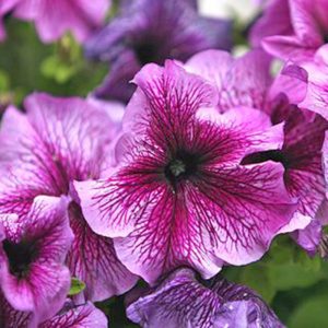 Gói 15 hạt giống hoa dạ yên thảo F1 gân mix