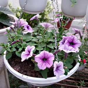 Gói 15 hạt giống hoa dạ yên thảo F1 gân mix