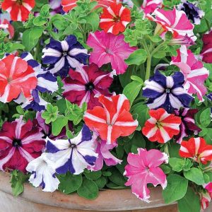 Gói 15 hạt giống hoa dạ yên thảo F1 gân mix