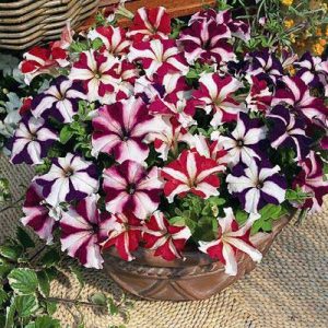 Gói 15 hạt giống hoa dạ yên thảo F1 gân mix