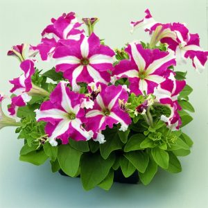 Gói 15 hạt giống hoa dạ yên thảo F1 gân mix