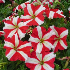 Gói 30 hạt giống hoa dạ yên thảo F1 sọc đỏ