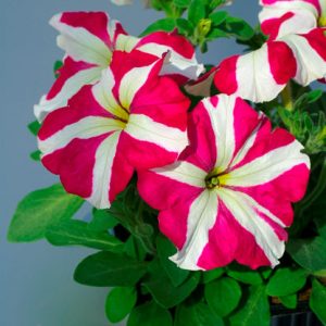 Gói 30 hạt giống hoa dạ yên thảo F1 sọc đỏ