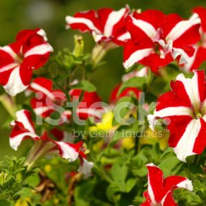 Gói 30 hạt giống hoa dạ yên thảo F1 sọc đỏ